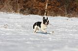 BOULEDOGUE FRANCAIS 930